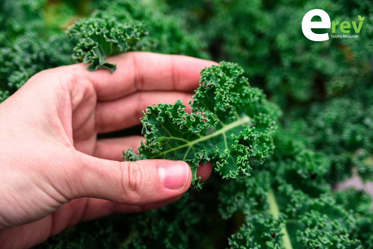 วิธีปลูกผักเคล (Kale) ปลูกครั้งเดียวเก็บเกี่ยวได้ทั้งปี - สุขภาพดี  วิถีออแกนิค