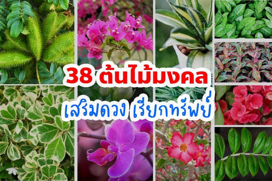 ต้นไม้มงคล