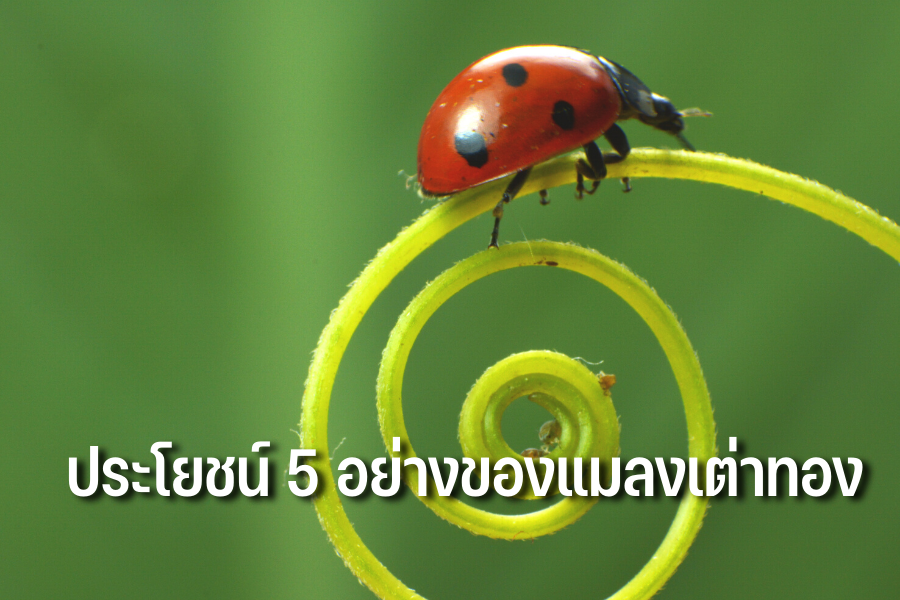 แมลงเต่าทอง