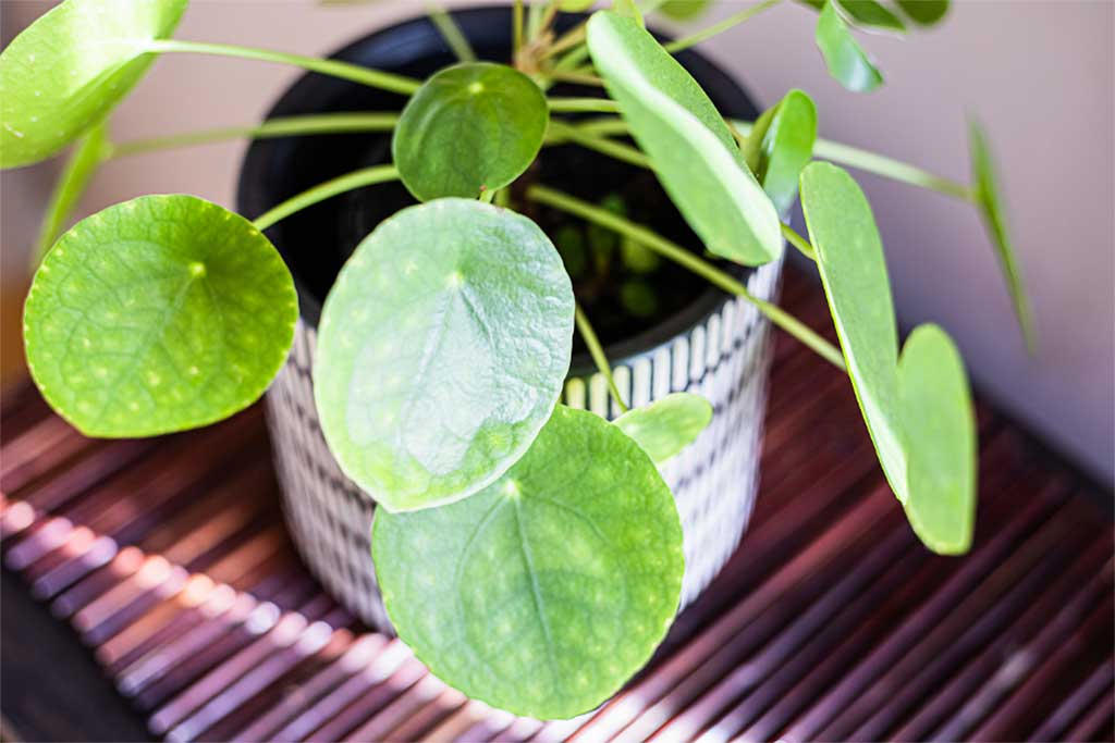 ไพเลีย