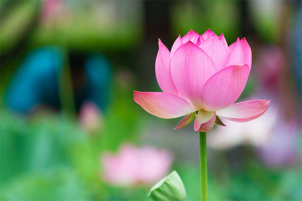 ดอกบัว