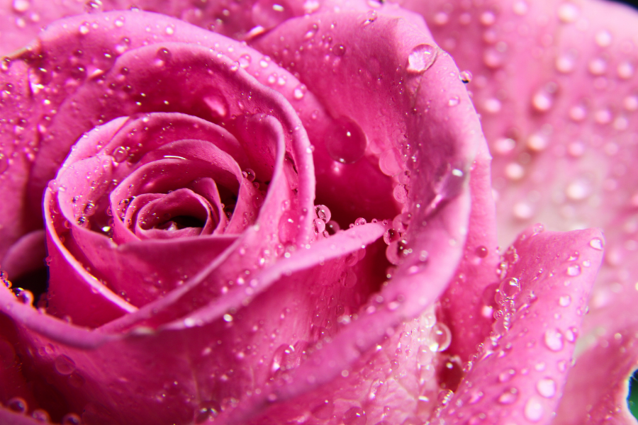 Rose water