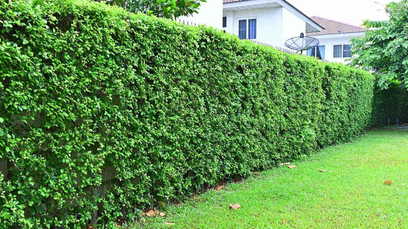 วิธีปลูกต้นไทรเกาหลีทำรั้ว