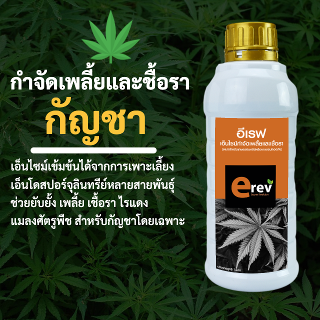 จุลินทรีย์กำจัดเพลี้ยกัญชา