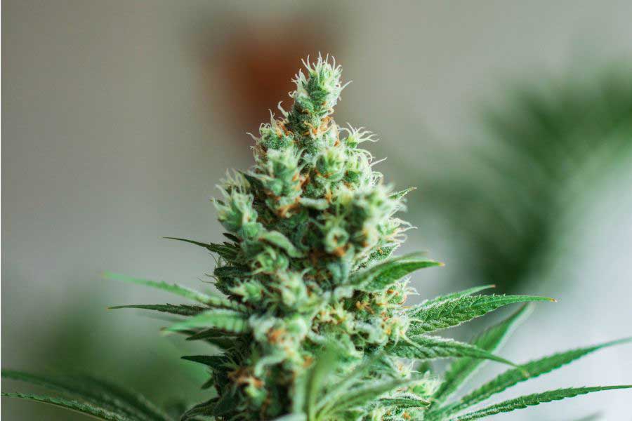 Autoflowering