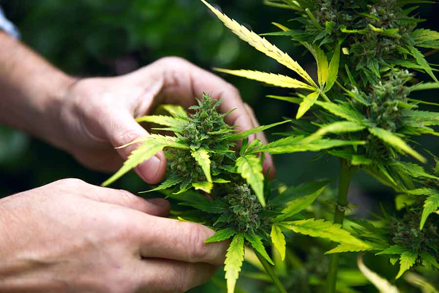 sativa