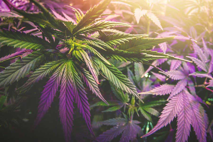 cannabis indoor