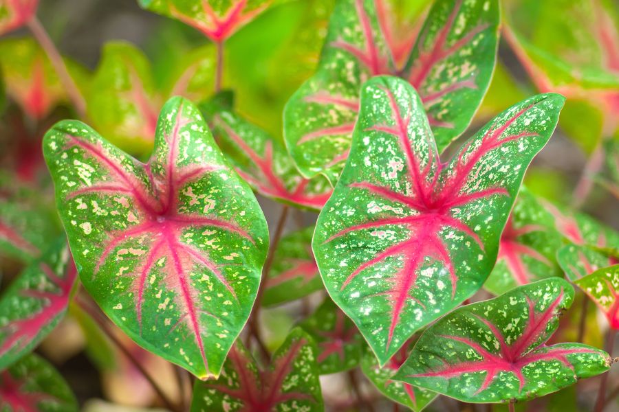 บอนสี