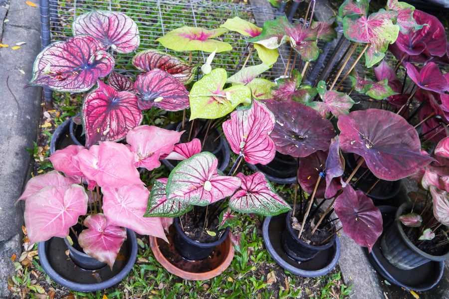 เพาะเมล็ดบอนสี