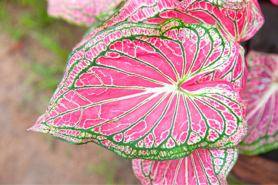 caladium bicolor