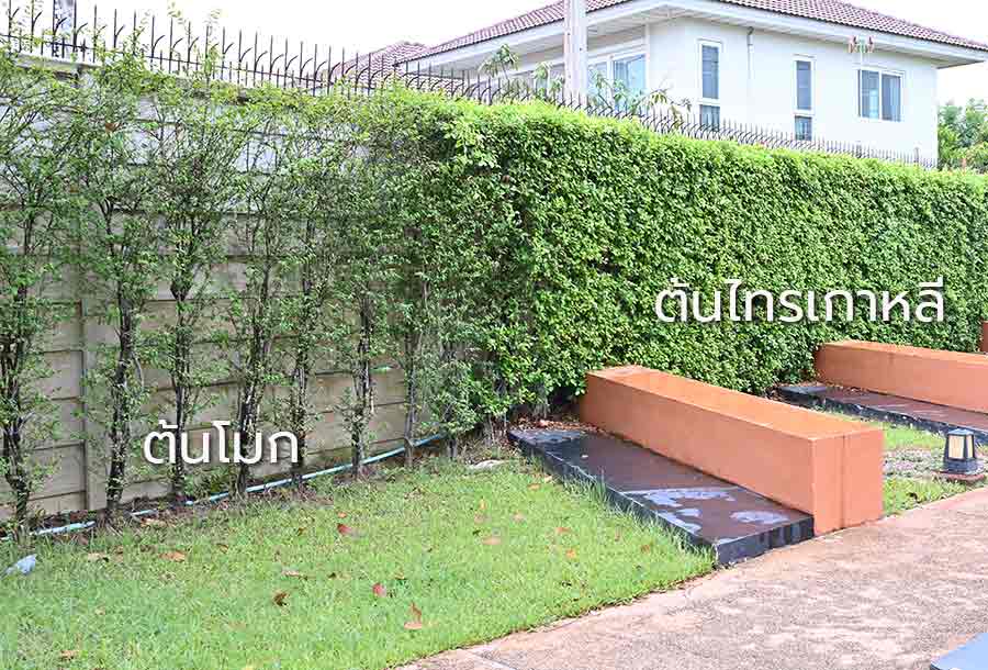 ต้นโมกและต้นไทรเกาหลี