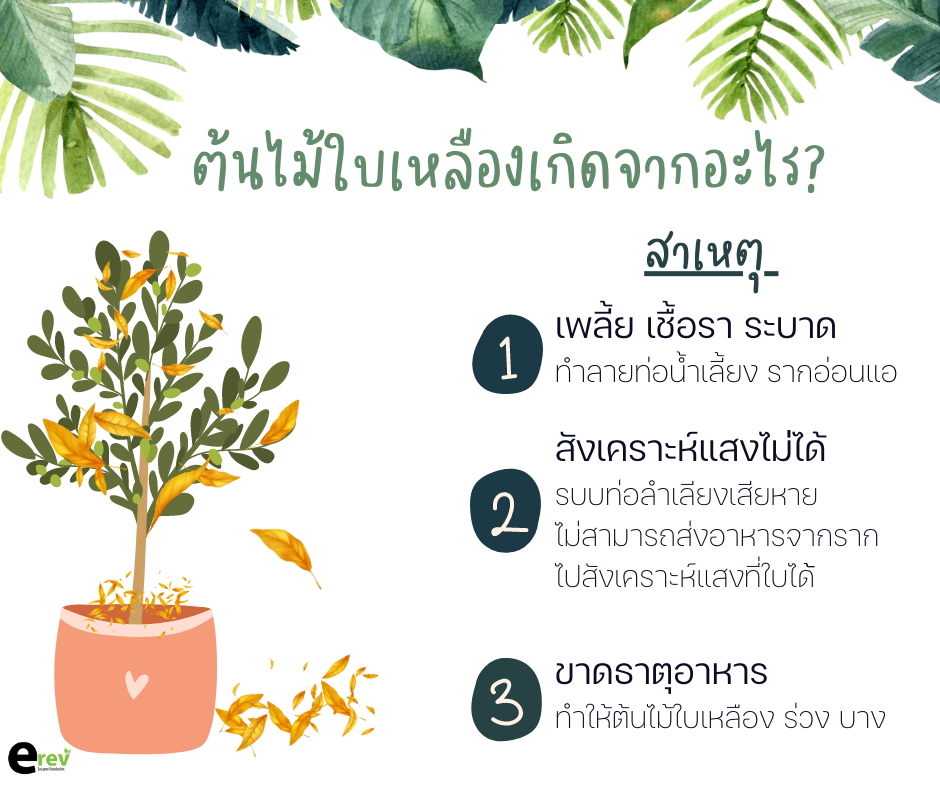 ต้นไม้ใบเหลืองเกิดจากอะไร
