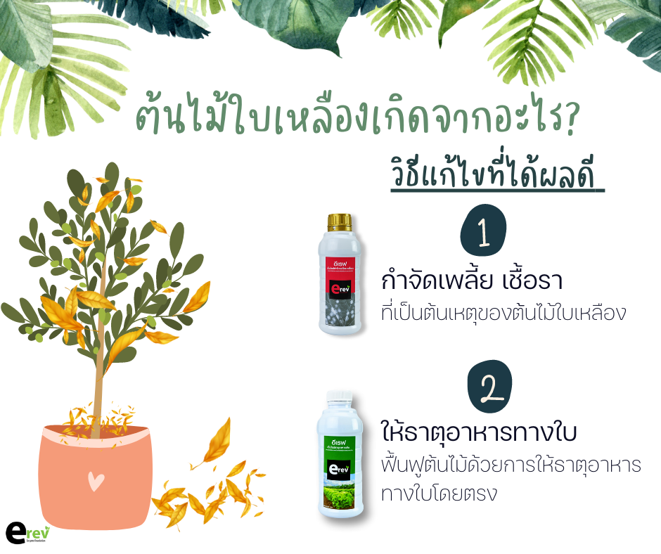 ต้นไม้ใบเหลืองแก้ยังไง